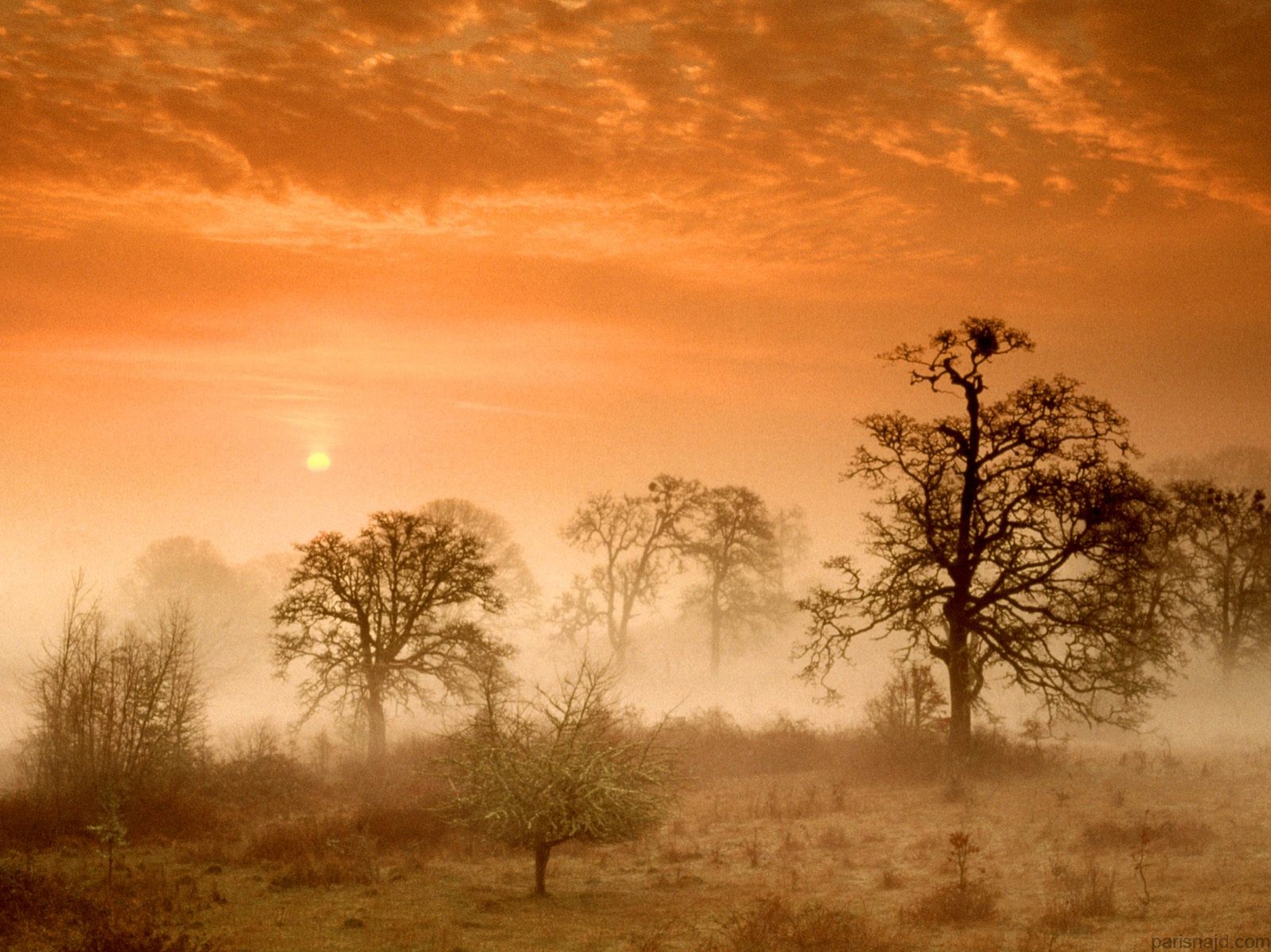 مجموعة خلفيات:شروق الشمس Foggy Meadow Sunrise, Corvallis, Oregon - 1600x1